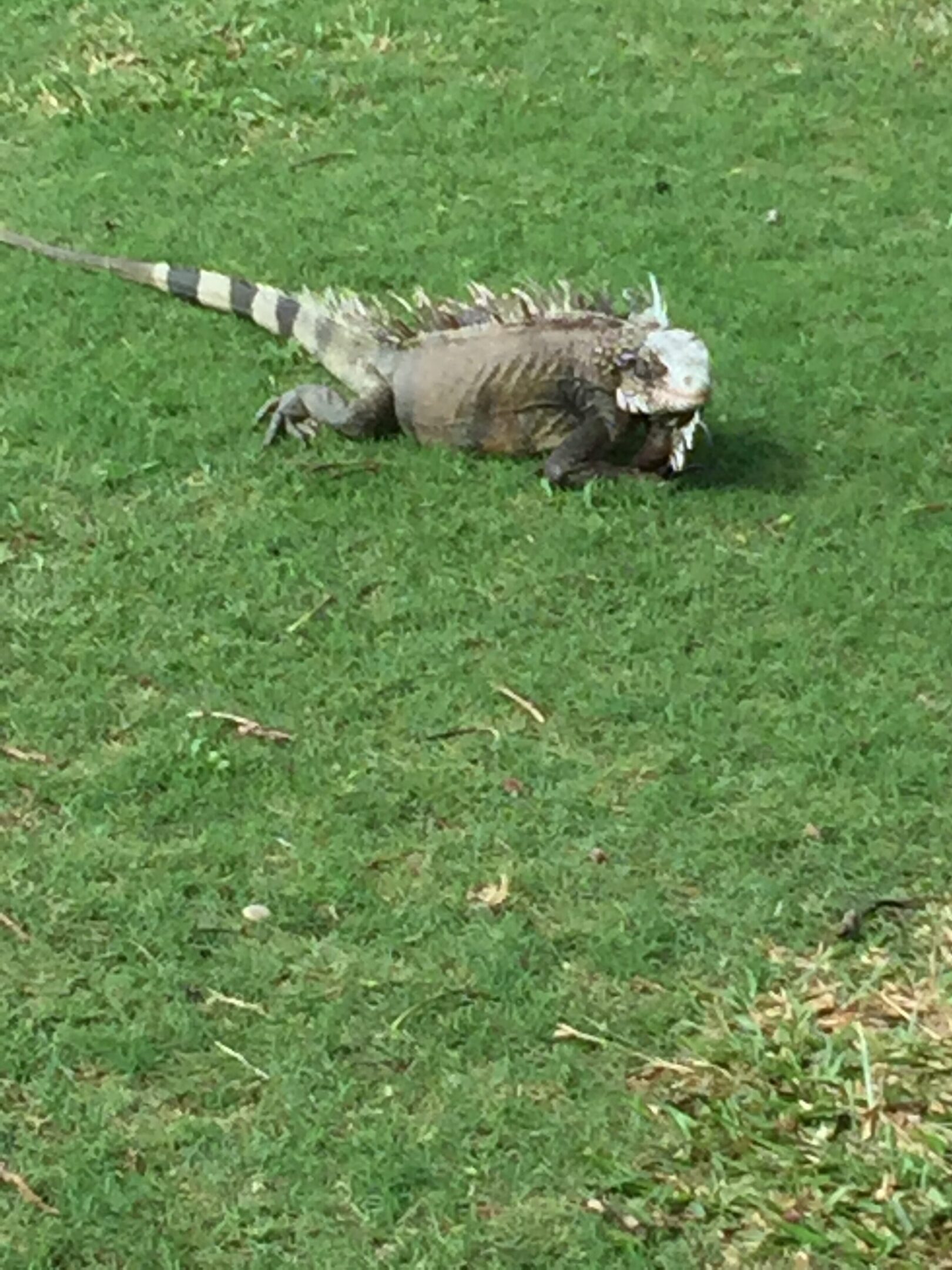 A gray cat rolling on green grass outdoors.